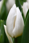 Тюльпан White Prince (12+)