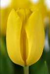 Тюльпан Golden power (12+)