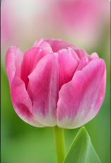 Тюльпан Voque (12+)