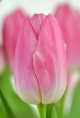 Тюльпан Dynasty (11/12)