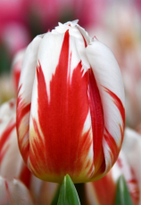 Тюльпан Happy Generation (11/12)