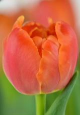 Тюльпан Icoon (11/12)