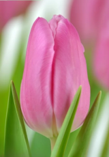 Тюльпан Jumbo Pink  (11/12)