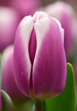 Тюльпан Librije (11/12)