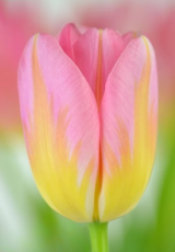 Тюльпан Tom Pouce (11/12)