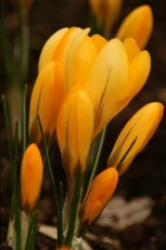 Крокус Golden Yellow