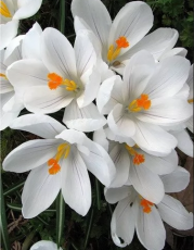 Крокус Jeanne dArc