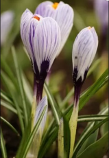 Крокус Pickwick