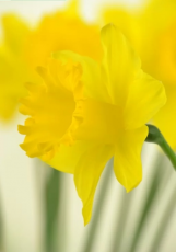 Нарцис Dutch master