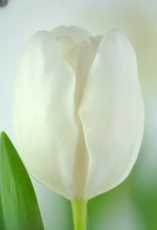 Тюльпан Richarda (12+)