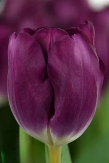 Тюльпан Roeska (12+)