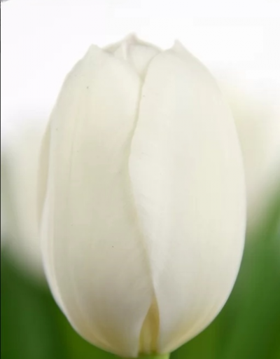 Тюльпан Royal Virgin (11/12)