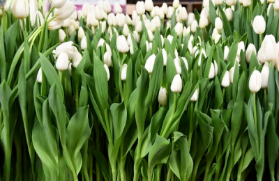 Тюльпан Royal Virgin (12+)