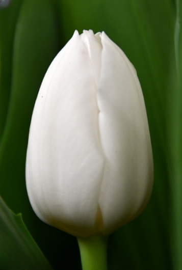 Тюльпан Royal Virgin (11/12)