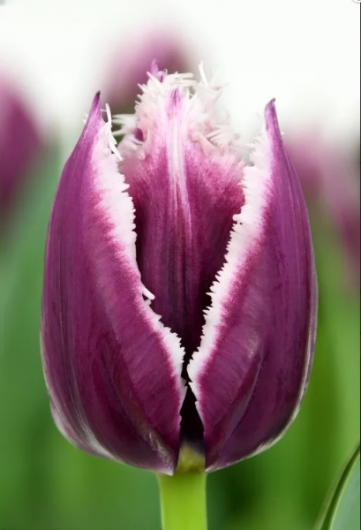 Тюльпан San Martin (12+)