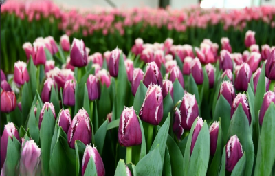 Тюльпан San Martin (12+)