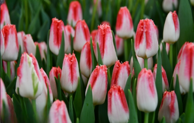 Тюльпан Sweet Simone (12+)