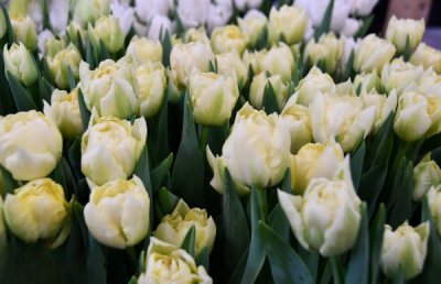 Тюльпан Verona Ice (12+)