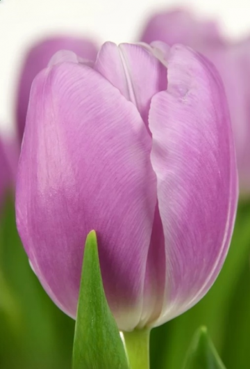 Тюльпан Argos (11/12)