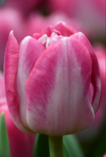 Тюльпан Voque (12+)