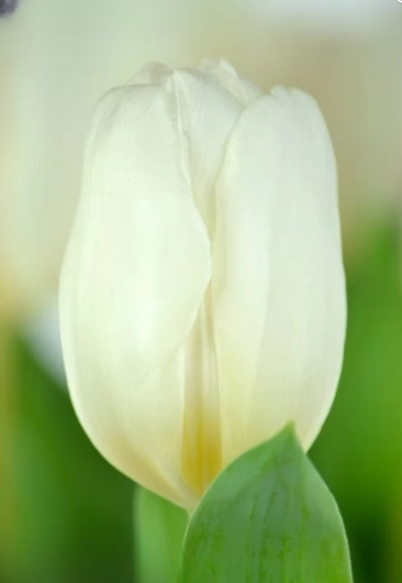 Тюльпан White Prince (12+)