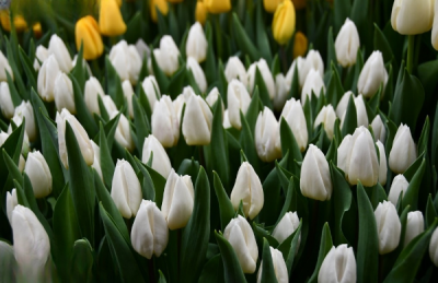 Тюльпан White Prince (12+)