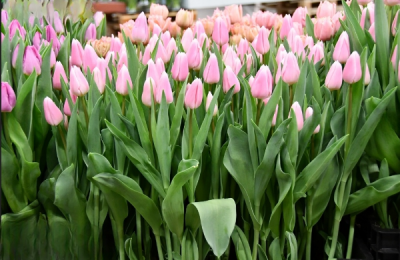 Тюльпан Gabriella  (12+)