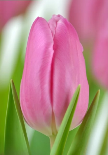 Тюльпан Jumbo Pink  (11/12)