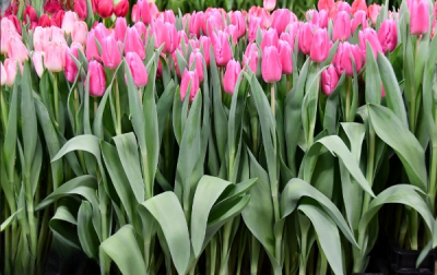 Тюльпан Jumbo Pink  (11/12)