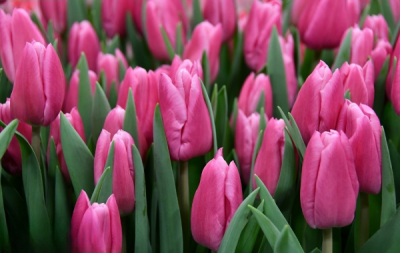 Тюльпан Jumbo Pink  (11/12)