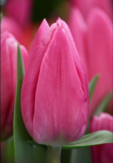 Тюльпан Jumbo Pink  (11/12)