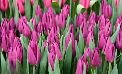 Тюльпан Laptop (11/12)