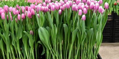 Тюльпан Librije (11/12)