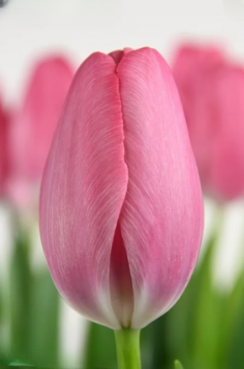 Тюльпан Sissi (12+)