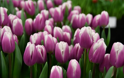 Тюльпан Librije (11/12)