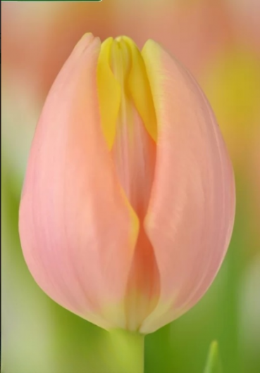 Тюльпан Mango Charm (11/12) продано