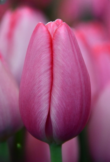 Тюльпан Sissi (12+)