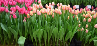 Тюльпан Mango Charm (11/12) продано