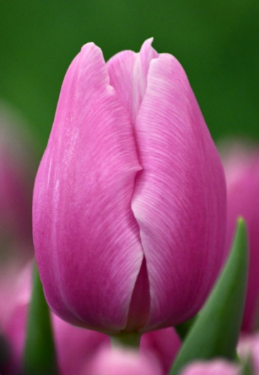 Тюльпан Argos (11/12)