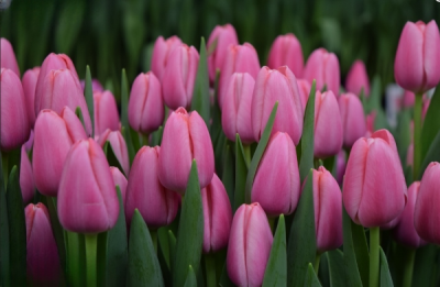 Тюльпан Tresor (12+)