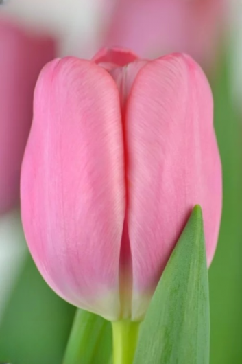 Тюльпан Tresor (12+)