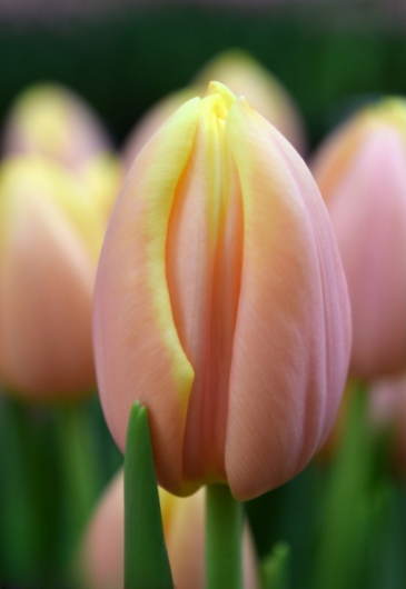 Тюльпан Mango Charm (11/12) продано