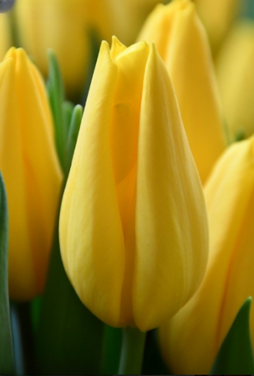 Тюльпан Strong Gold (12+)