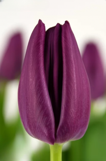 Тюльпан Aragon (12+)