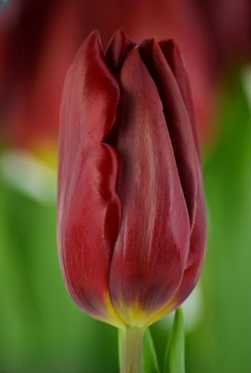 Тюльпан Strong Love (12+)