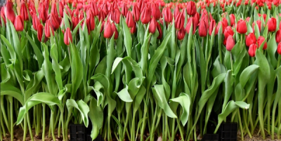 Тюльпан Strong Love (12+)