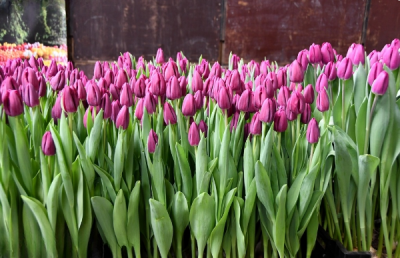 Тюльпан Aragon (12+)