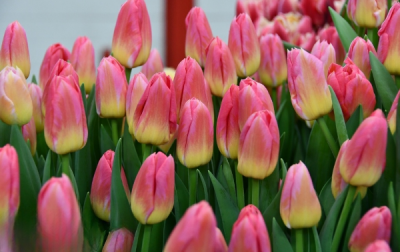 Тюльпан Tom Pouce (12+)