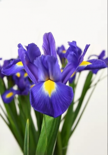 Ірис Blue magic (10+)