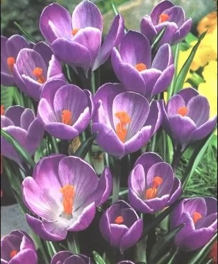 Крокус Flower record